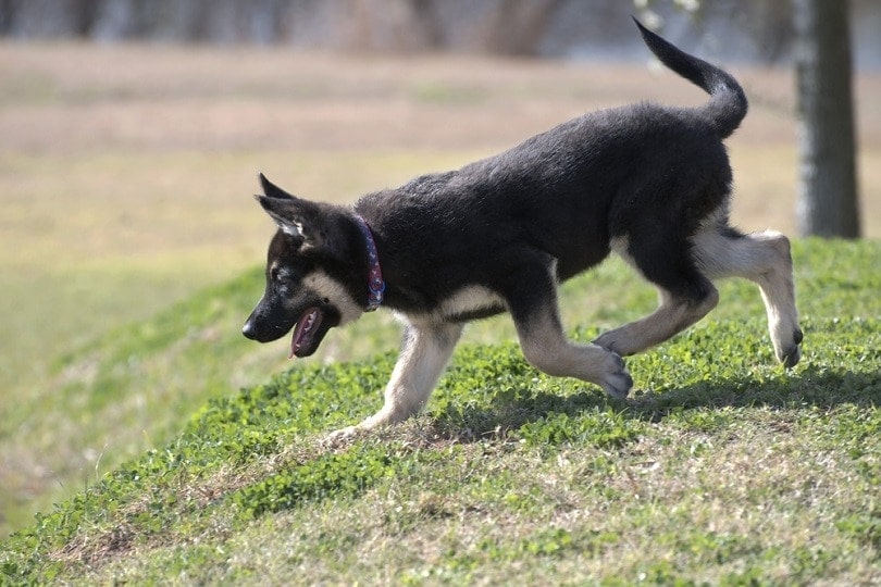 three-month-old AKC registered German shepherd_Allen JM Smith_shutterstock