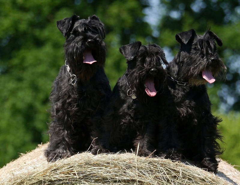 three schnauzers