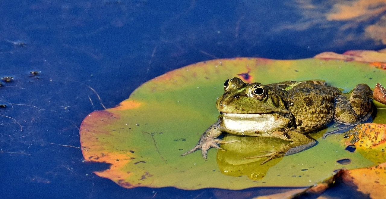 toad
