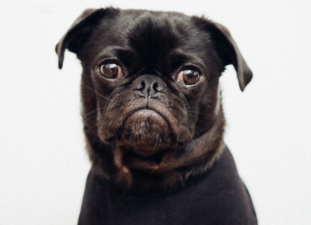 black pug