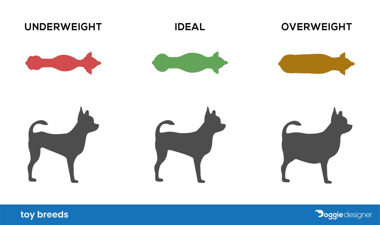 How Much Food Should A Havanese Eat Per Day