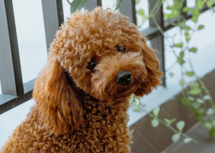 brown poodle