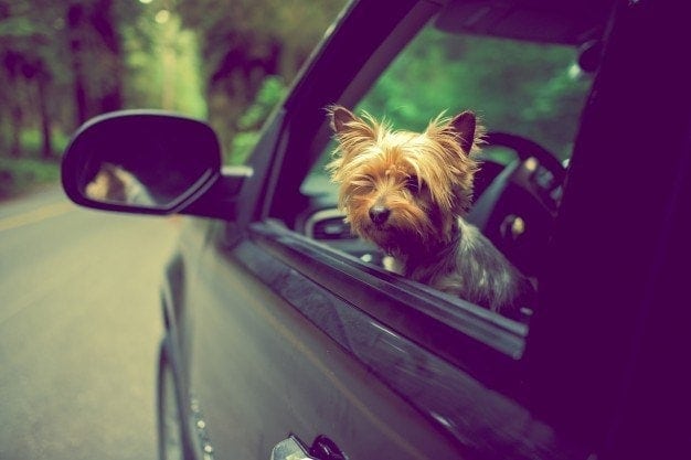 traveling with dog