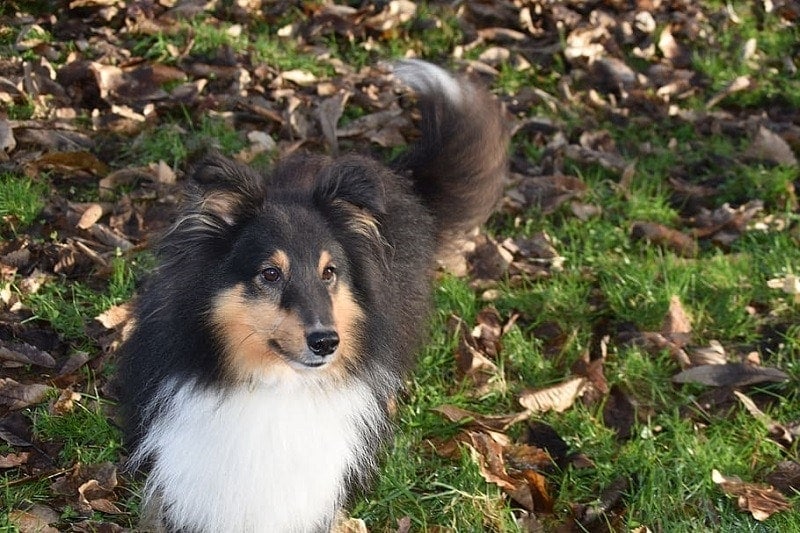 tricolor sheepdog