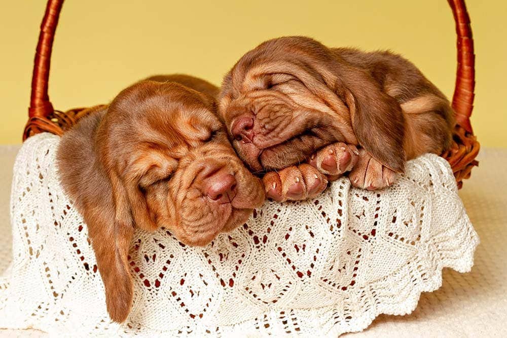 Two bloodhound puppies