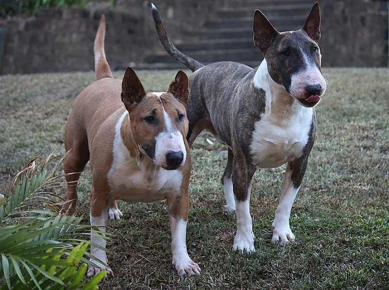 two bull terrier