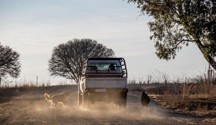 two dogs chasing car