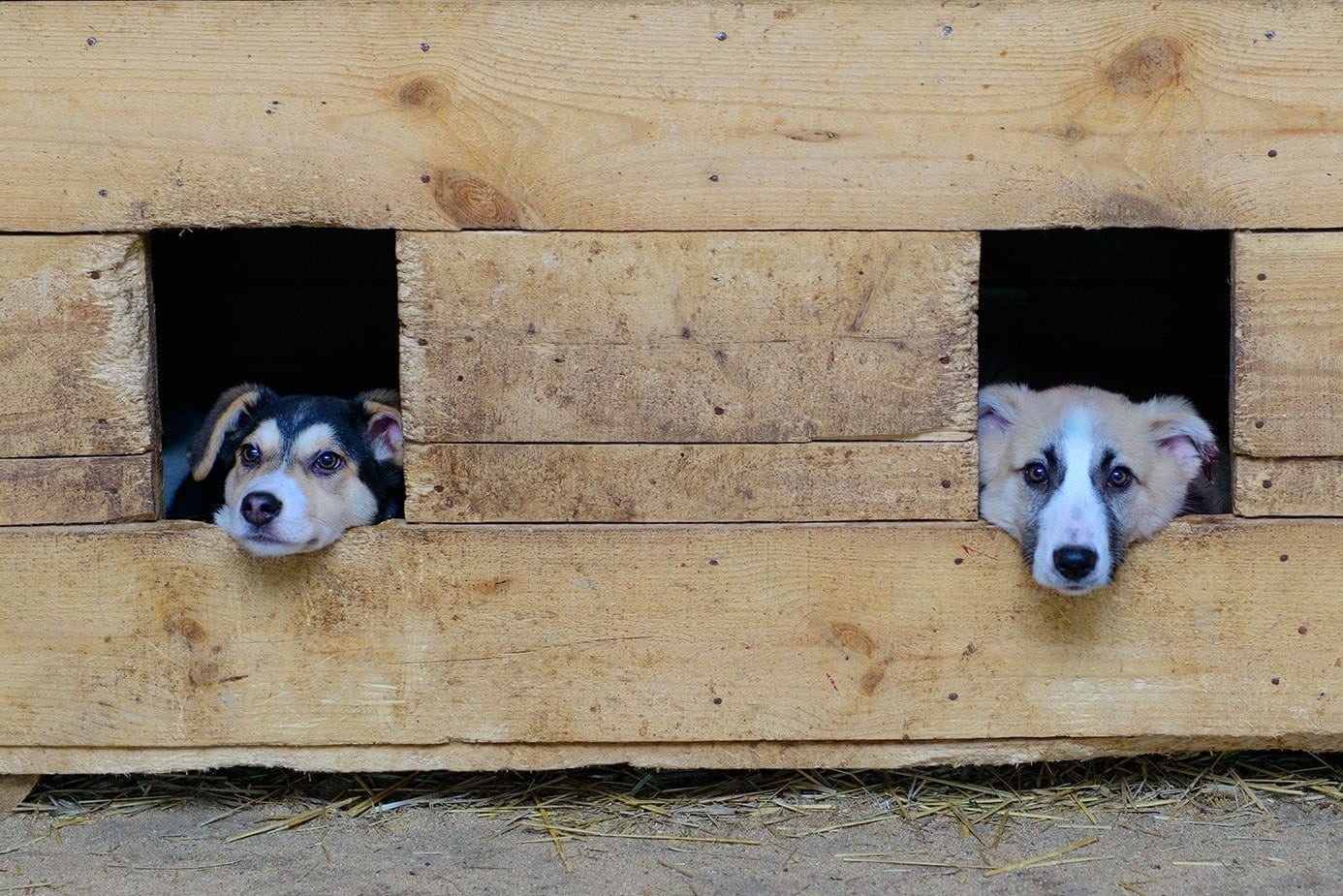 two dogs inside doghouse