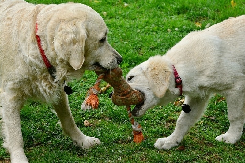 two dogs playing