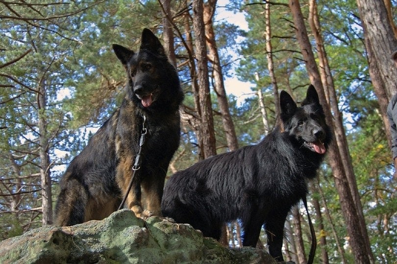 two german shepherd dogs in the woods