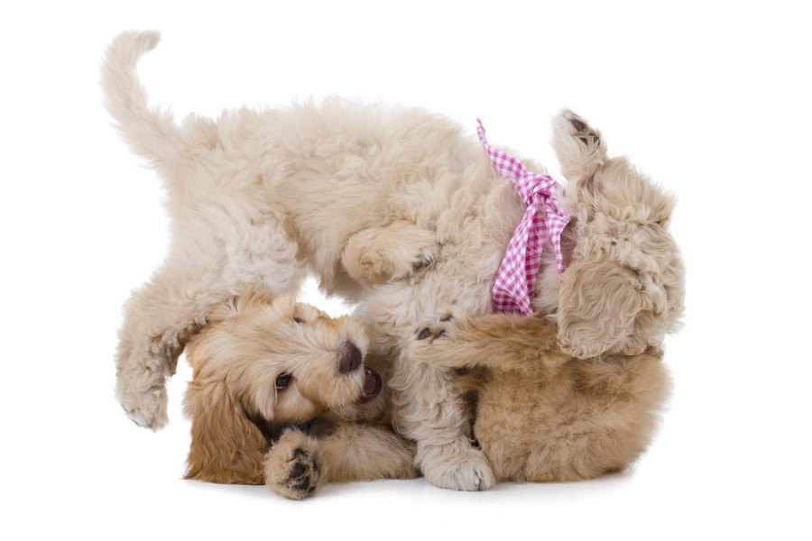 two playing australian labradoodle dogs_joca de jong_shutterstock