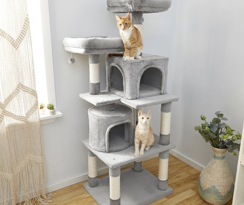 two tabby cats on cat tree at home