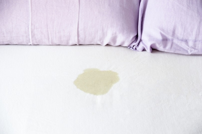 urine residue on a bed