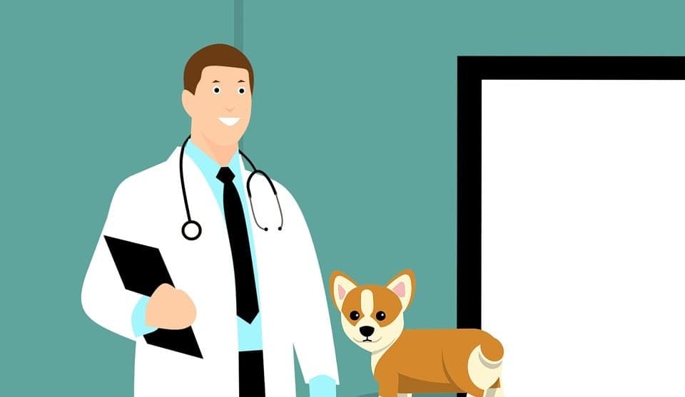 vet
