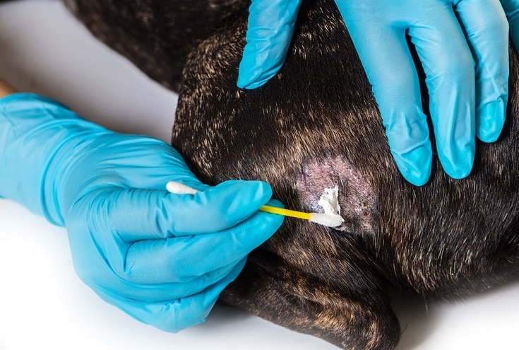 vet treating dog skin disease