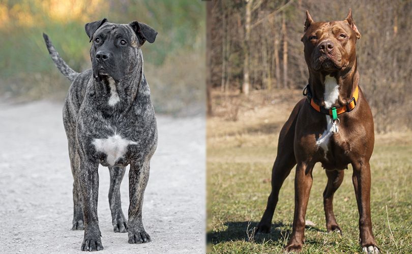 visual appearances of presa canario and pitbull