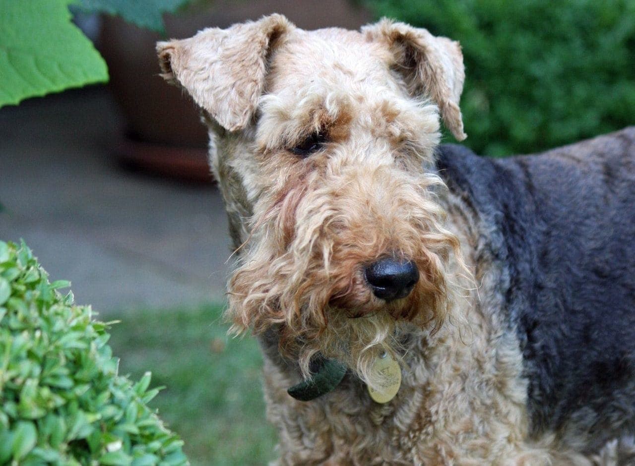 welsh terrier