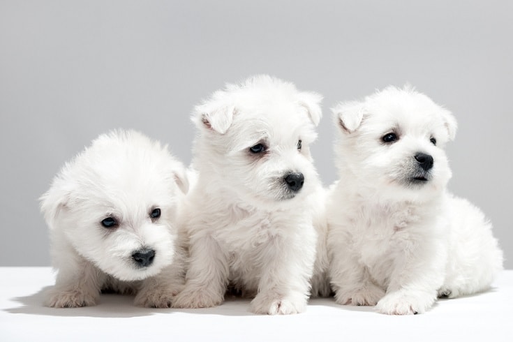 west highland white terrier puppies