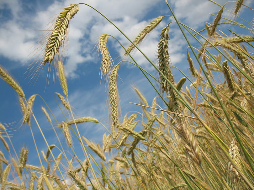 wheat crops