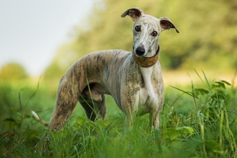 whippet in field