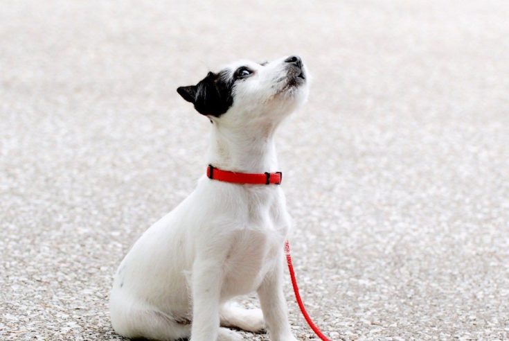 White and black puppy