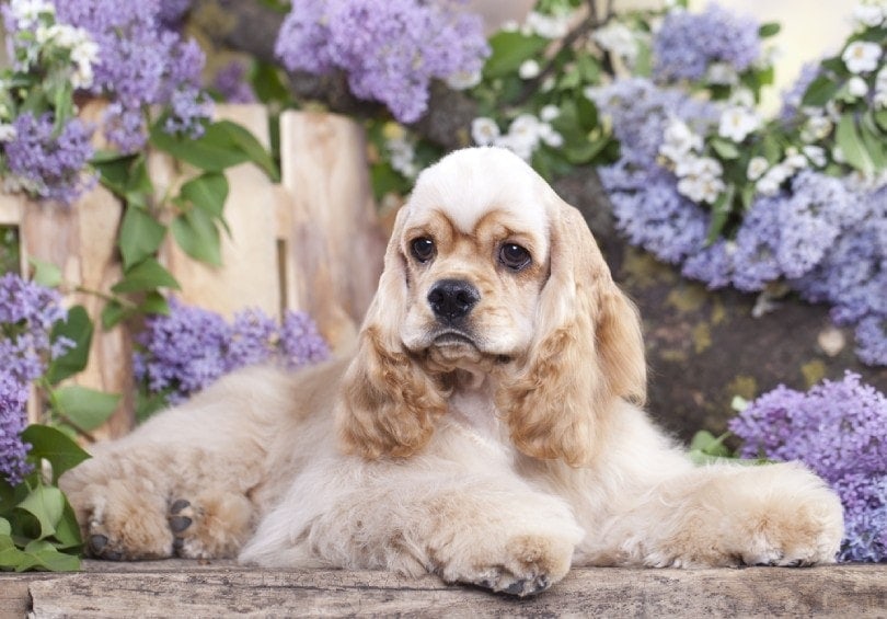 white and sable cocker spaniel