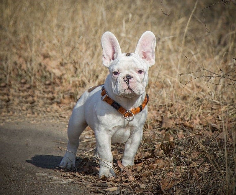 white bulldog