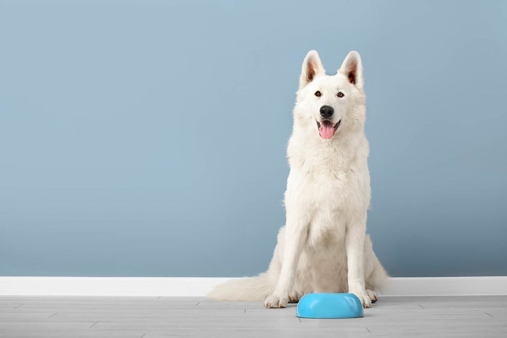 white dog and water bowl