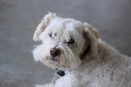 Boxerdoodle (Boxer & Poodle Mix): Info, Pictures, Characteristics ...