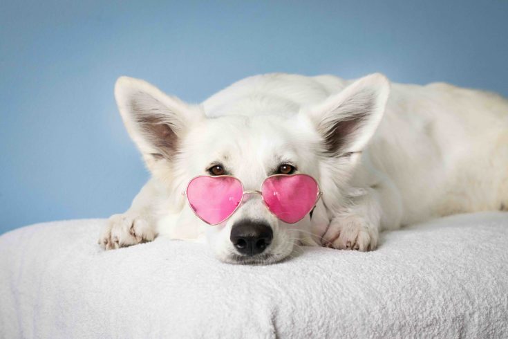white dog sunglasses