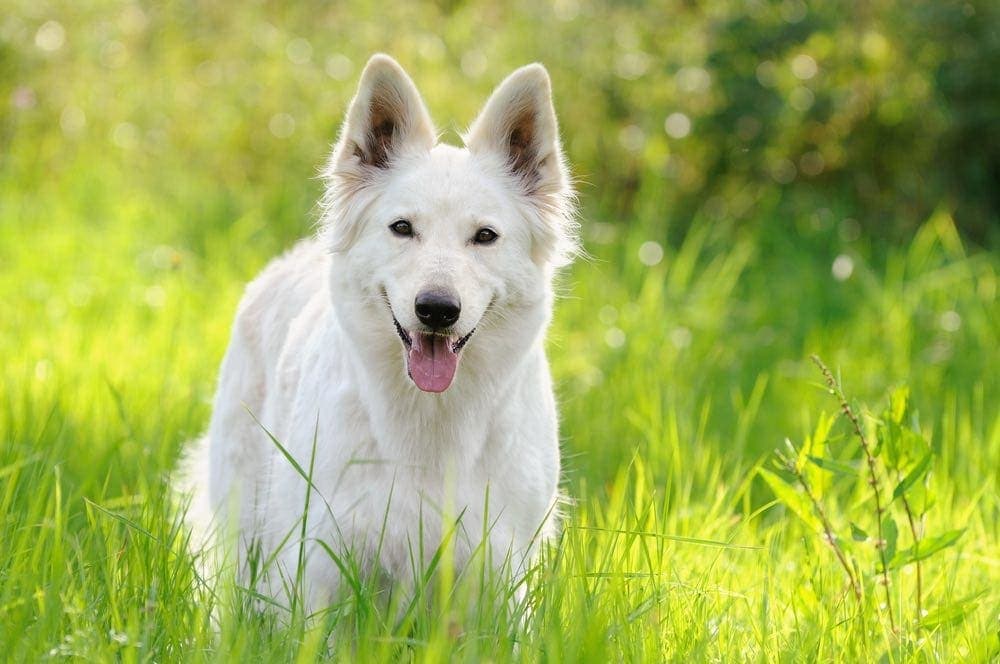 white german shepherd in grass
