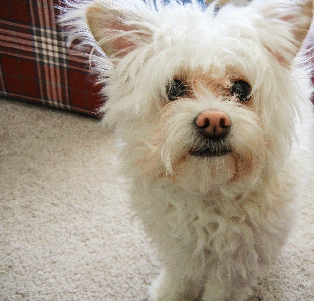 white pomapoo dog