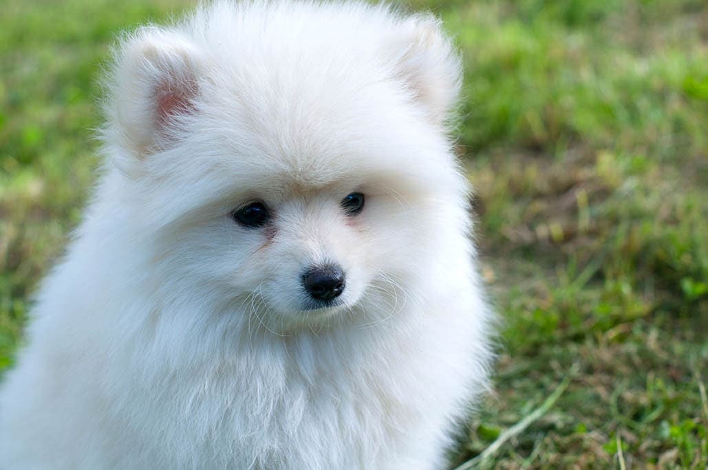 white pomsky