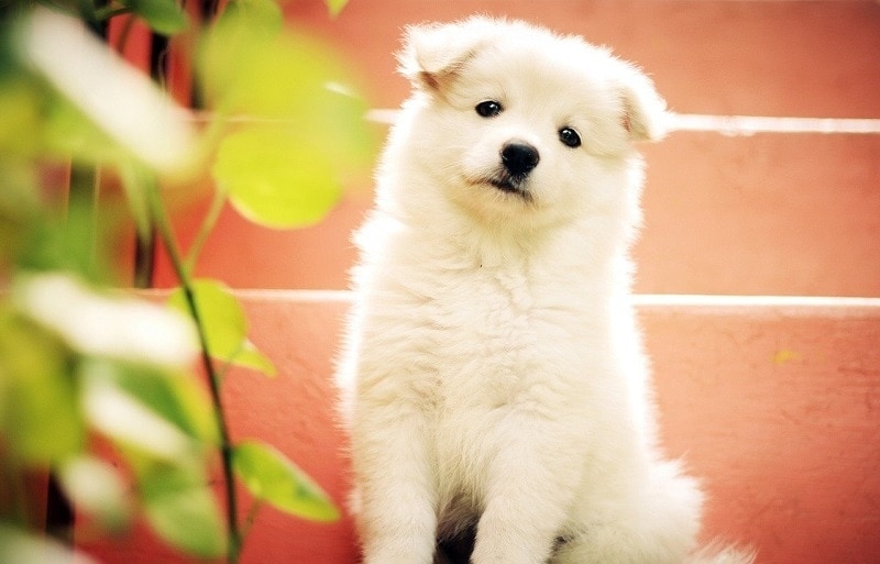 white puppy