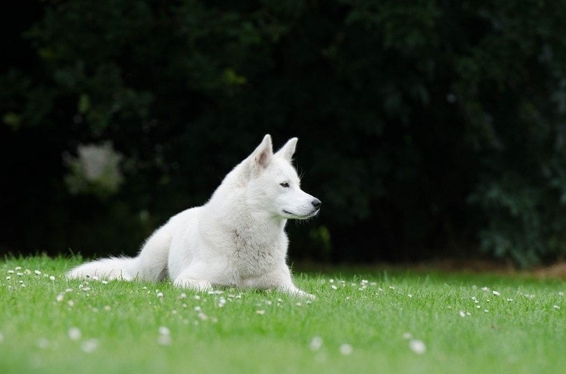 white siberian husky lying on grass