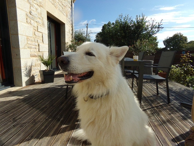 white swiss shepherd on balcony