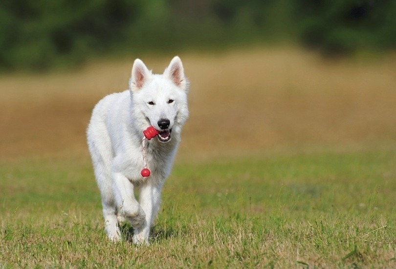 white swiss shepherd playing