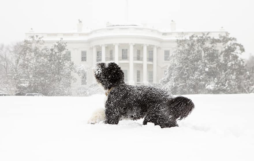 whitehouse dog