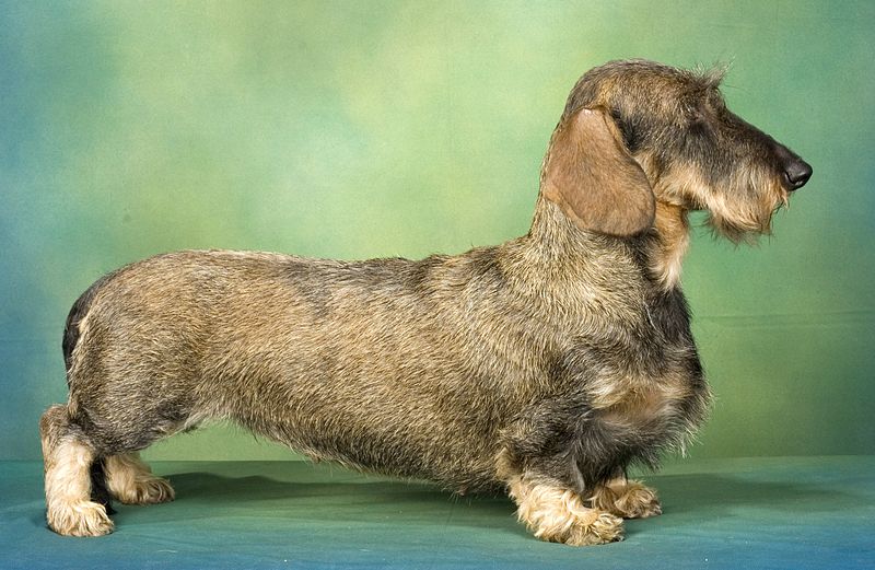 wild boar dachshund