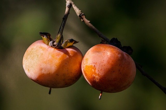 Persimmons