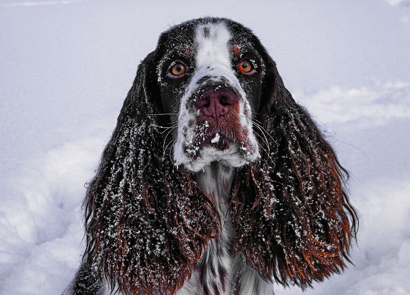 A dog in the snow