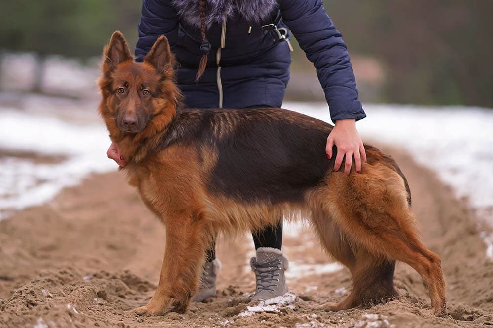 woman and a liver german shepherd dog
