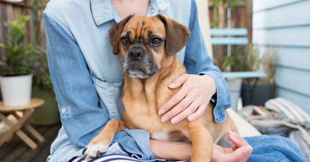 woman calming a puggle