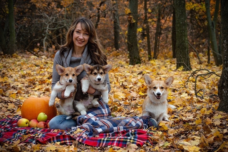woman having picnic with corgis