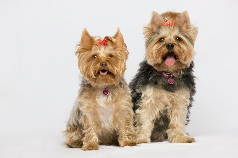yorkie dogs