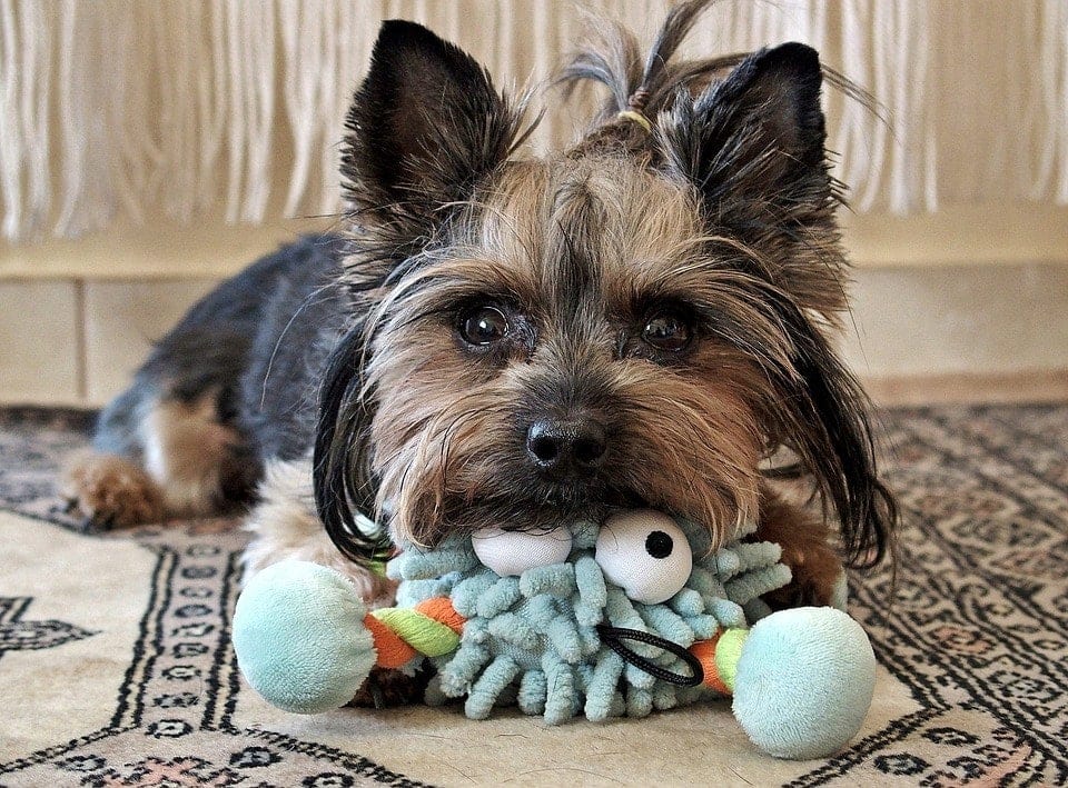 yorkie with toy