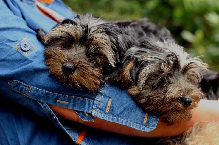 yorkiepoo