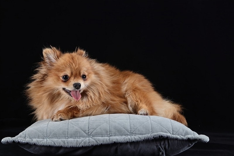 Pomeranian sitting on a pillow
