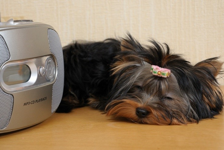 yorkshire terrier puppy with radio_Shutterstock_Scorpp