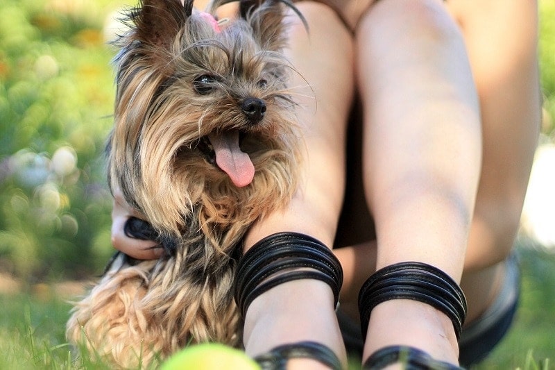 yorkshire terrier with owner